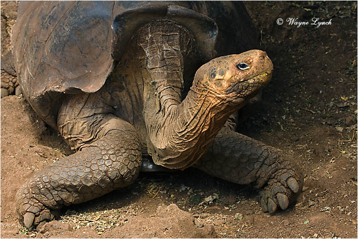 Galapagos Giant Tortoise 111 by Dr. Wayne Lynch &copy;